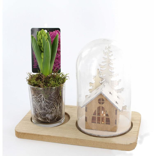 Visuel 1 du produit Jacinthe en pot déco. La composition de 22 cm