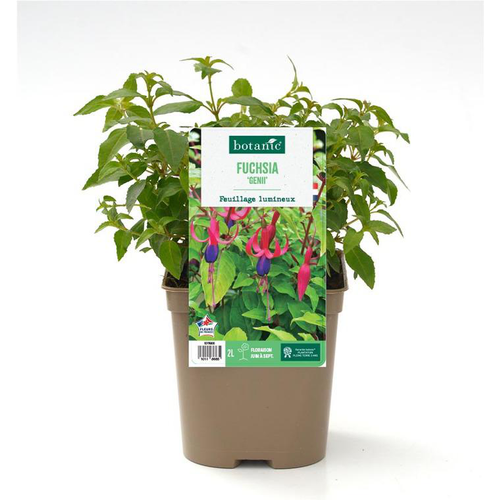 Visuel 1 du produit Fuchsia ‘Genii’ - Le pot de 2 litres