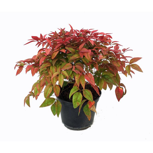 Visuel 1 du produit Nandina Domestica Blush Pink®?Aka Cov (Bambou sacré) 25/30 en pot de 3 L rose