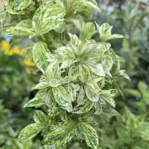 Visuel 1 du produit Fusain Harlequin jaune