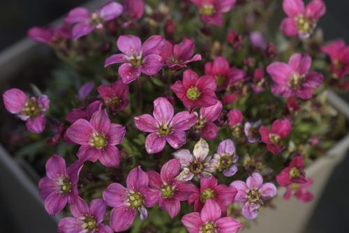 Visuel 1 du produit Saxifrage-Mousse ALPINO EARLY CARNIVAL - Le pot de 2 litres