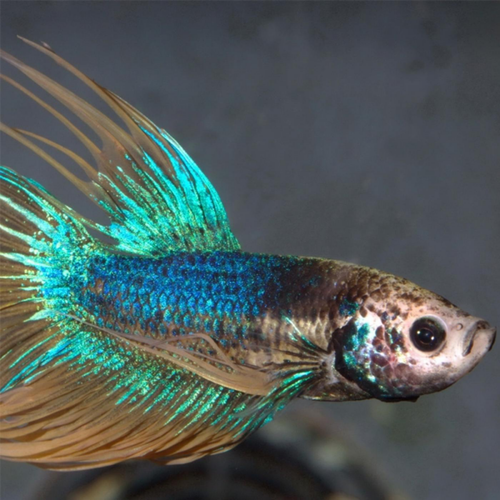 Visuel 3 du produit Alimentation spécialisée pour poissons Betta, sans gluten, JBL ProNovo - 6g/20ml