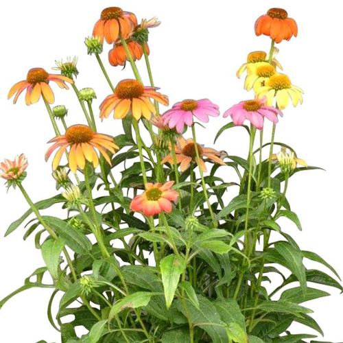 Visuel 1 du produit Echinacea Sunseekers Yellow - Le pot de 4 litres
