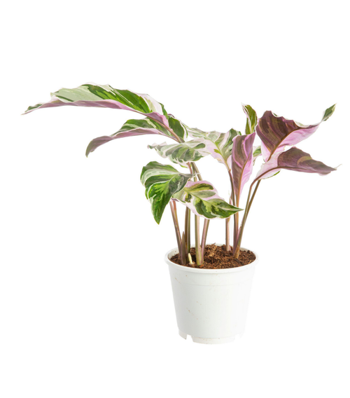 Visuel 1 du produit Calathea White Fusion blanc. Le pot Ø 17 cm