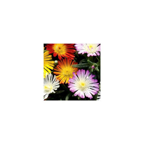 Visuel 2 du produit Delosperma Weels of Wonder white - Le pot de 2 litres