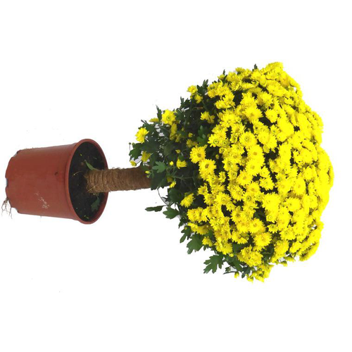 Visuel 1 du produit Chrysanthème multifleurs tige - Le pot de 4 litres