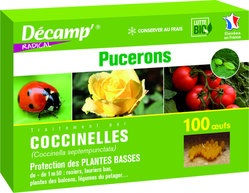 Visuel 1 du produit Coccinelles Septempunctata 100 oeufs