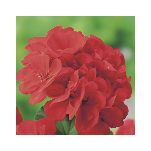 Visuel 1 du produit Géranium Marcada Pink - Le pot de 8 litres