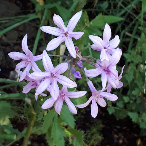 Visuel 1 du produit Tulbaghia Violacea Savannah Lightning - Le pot de 2 litres