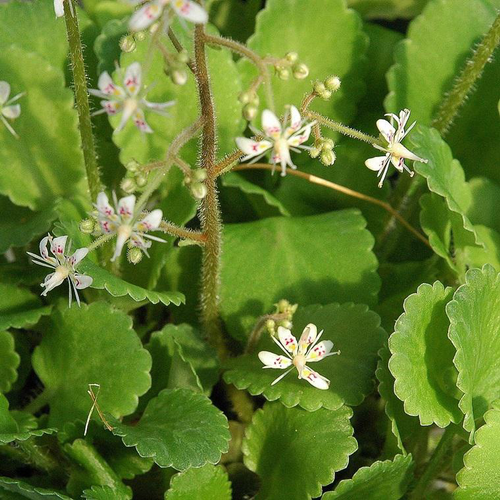 Visuel 1 du produit Saxifrage Umbrosa Aureopunctata - Le pot de 2 litres