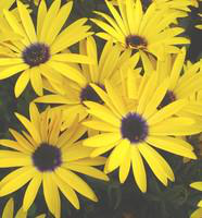 Visuel 1 du produit Osteospermum Symphony - Le pot de 10,5 cm