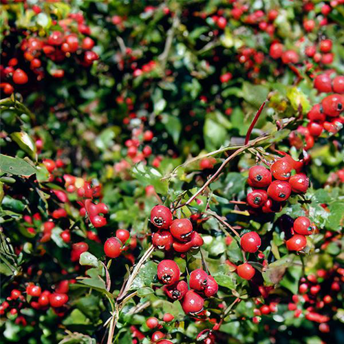 Visuel 1 du produit Aubépine ‘Paul’s Scarlet’ botanic® rose. Le pot de 10 litres