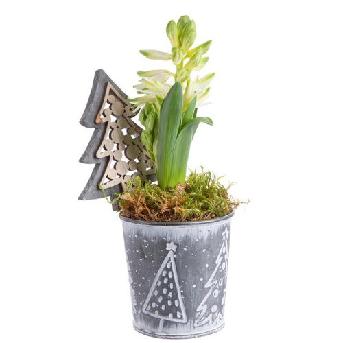 Visuel 1 du produit Composition de Noël jacinthe multicolore pot en zinc sapins gris