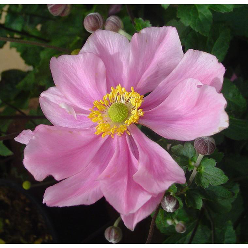 Visuel 1 du produit Anémone du Japon Praecox à fleurs roses - Le pot 9 x 9 cm