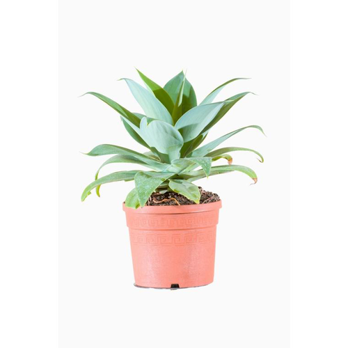 Visuel 1 du produit Agave Attenuata (Agave à cou de cygne) en pot de 10 L vert