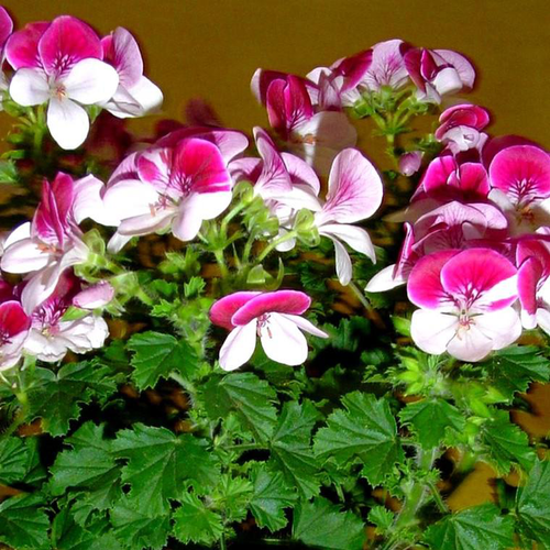 Visuel 1 du produit Pélargonium à petites fleurs - Le pot de 2,5 litres