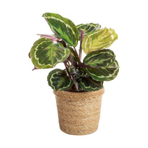 Visuel 1 du produit Calathea avec cache-pot en céramique - Ø 14 cm