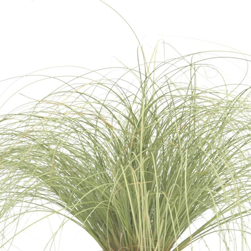 Visuel 1 du produit Carex Comans 'Frosted Curls' - Le pot de 1 litre