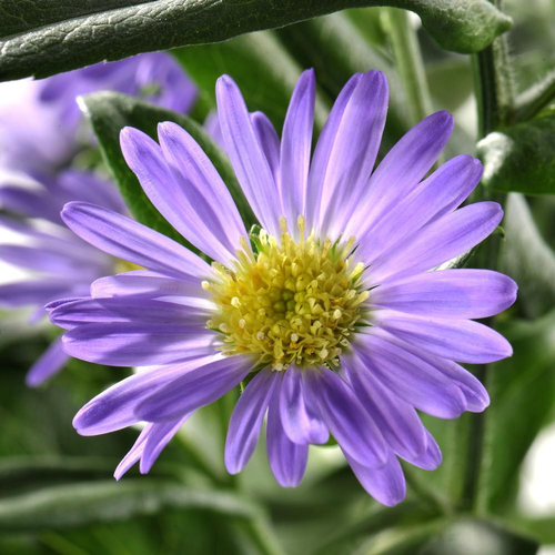 Visuel 1 du produit Aster coloris varié. Le pot de 14 cm