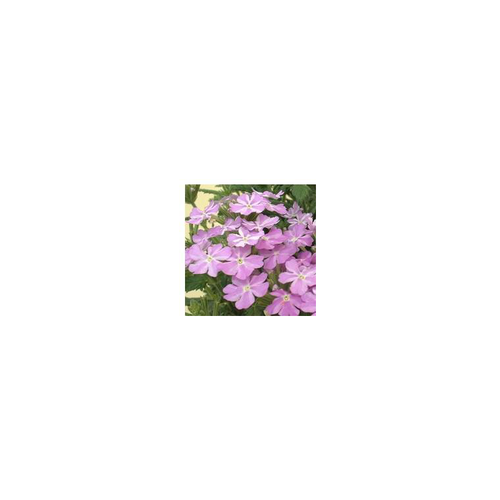 Visuel 1 du produit Verbena Tapissante Lilas - Le pot de 9 x 9 cm