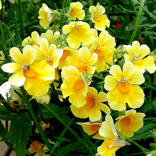 Visuel 1 du produit Némésia Sunsatia - La jardinière de 40 cm