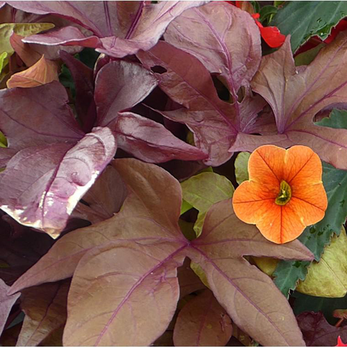 Visuel 1 du produit Ipomée ou Volubilis au feuillage décoratif multicolore - Le pot Ø 13 cm