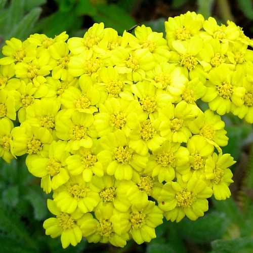 Visuel 1 du produit Achillea Tomentosa (Jaune). Le pot de 9x9 cm