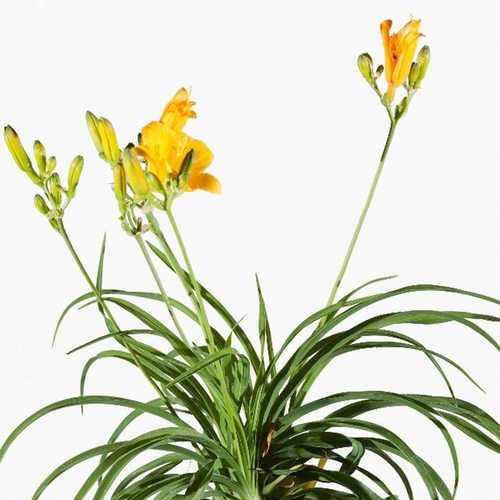 Visuel 1 du produit Lys Oriental double Varie - Le pot de 1 litre