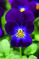 Visuel 1 du produit Viola Endurio - Coupe de 23 cm