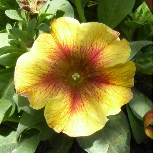 Visuel 1 du produit Petunia Beautical - La coupe de 25 cm