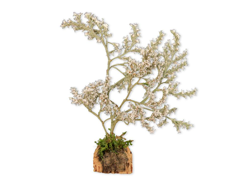 Visuel 1 du produit Accessoire de crèche de Noël arbre naturel blanc Santons Escoffier - 4,5 x 4,5 x 18 cm