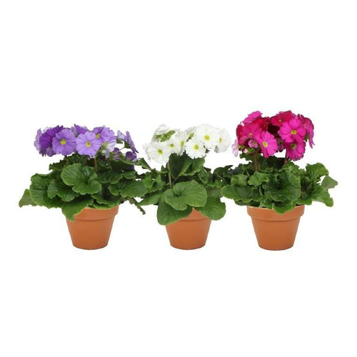 Visuel 1 du produit Primula Obconica - Le pot de 13 cm