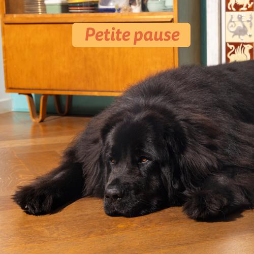 Visuel 5 du produit Croquettes pour chien adulte au poulet sans céréales Edgard & Cooper - 12 kg