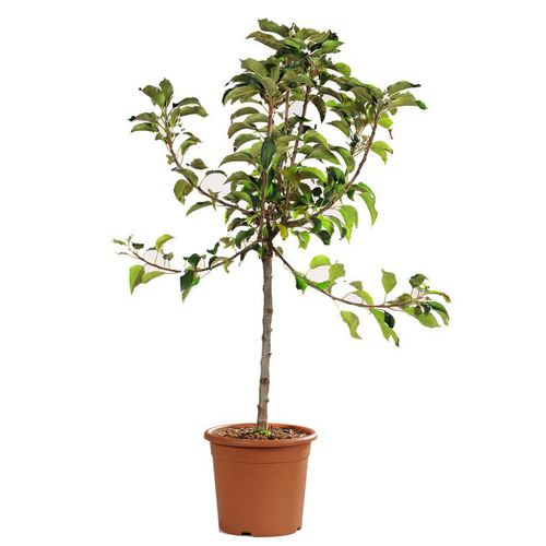 Visuel 1 du produit Fruitier Nain Fruit Me®. Le pot de 4 litres