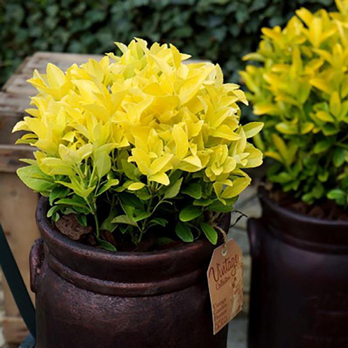 Visuel 1 du produit Euonymus Japonicus El Dorado jaune en pot de 4 L