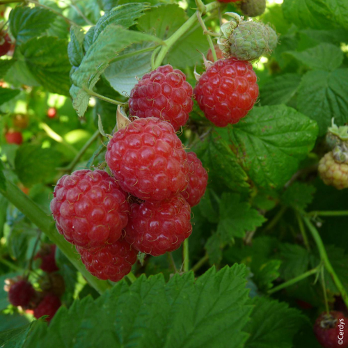 Visuel 1 du produit Framboisier Délice de framboise bio botanic® rouge. Le pot de 2 litres
