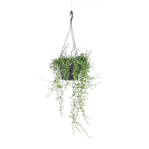 Visuel 1 du produit Senecio Radicans String of bananas suspension Ø12xH25 cm