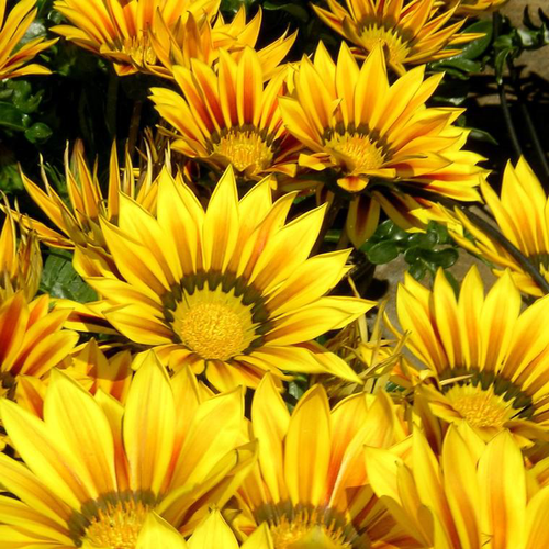 Visuel 1 du produit Gazania - Le pot de 3 litres