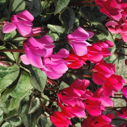 Visuel 1 du produit Cyclamen mini multicolore. Le pack de 6 plants