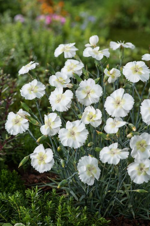 Visuel 1 du produit Œillet mignardise MOJITO - Le pot de 2 litres