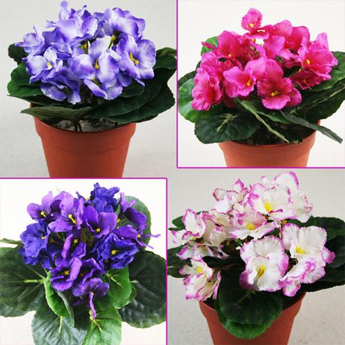 Visuel 1 du produit Ficus Natasha. Le pot de Ø 6 cm