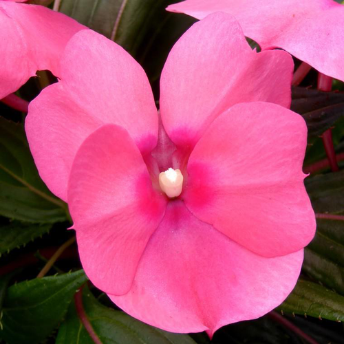 Visuel 1 du produit Impatiens - Le pot de 13 cm