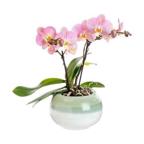 Visuel 1 du produit Orchidée Phalaenopsis Tablo 2 branches avec cache-pot botanic® - Ø 12 cm