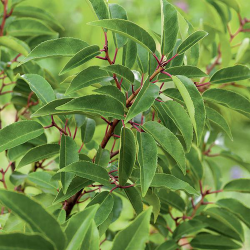 Visuel 1 du produit Laurier du Portugal ‘Angustifolia’ vert. Le pot de 3L