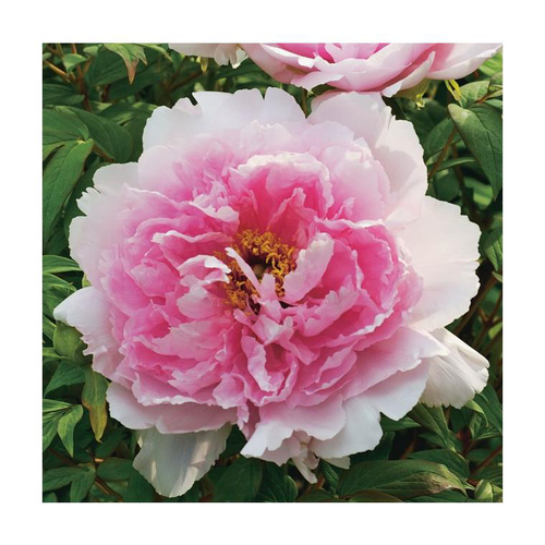 Visuel 1 du produit Pivoine rose clair - Le pot de 5 litres