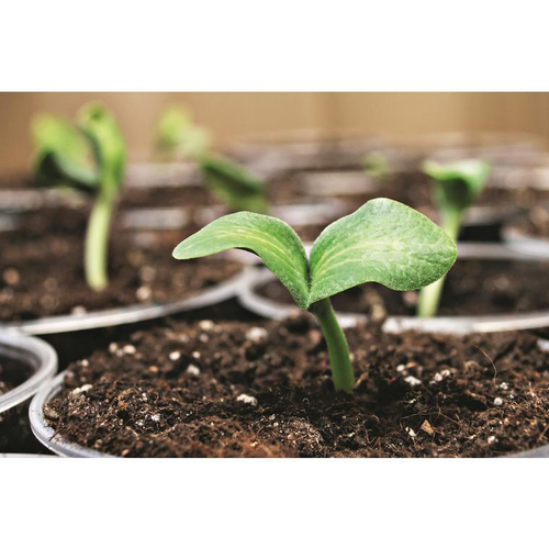 Visuel 2 du produit Terreau semis et bouturage botanic® - 20 L