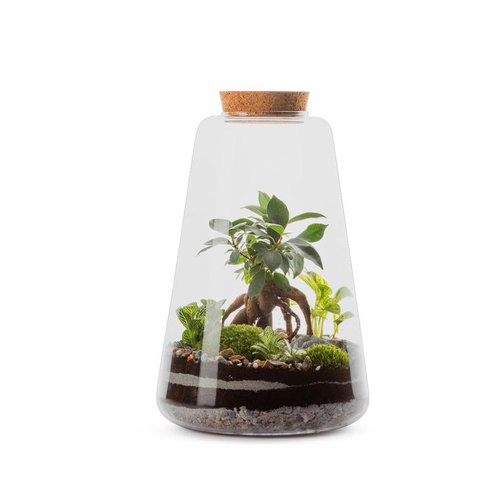 Visuel 1 du produit Terrarium Minata Ginseng en verre transparent Naturalys taille L - Ø 24 x 35 cm