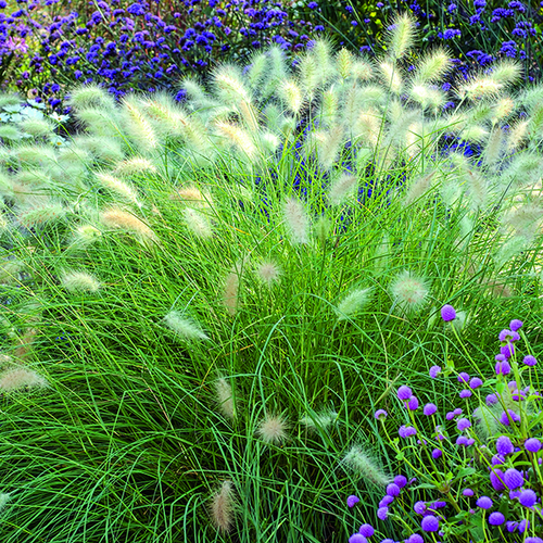 Visuel 1 du produit Pennisetum villosum vert botanic®. Le pot de 1 litre