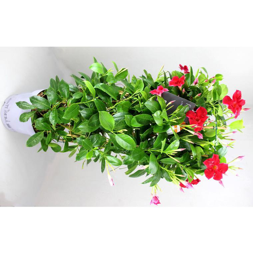 Visuel 1 du produit Dipladénia Fushion California double Arceau - Le pot de 3 litres