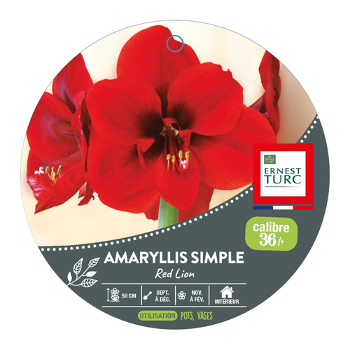 Visuel 1 du produit Amaryllis red lion botanic® - 1 bulbe